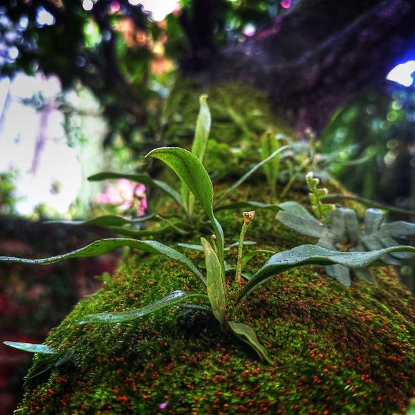 Жидкость Husky Malaysian